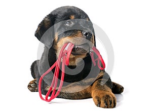 Rottweiler and leash