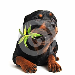 Rottweiler and lucky bamboo