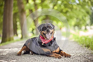 Rottweiler lying on gravel way