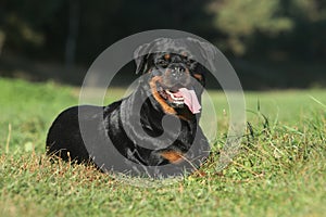 Rottweiler lying on green lawn