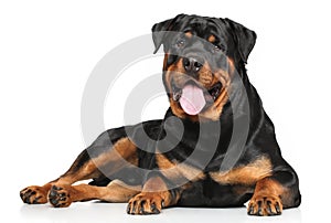 Rottweiler lying on white background