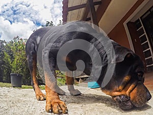 Rottweiler Male Dog With A Bone