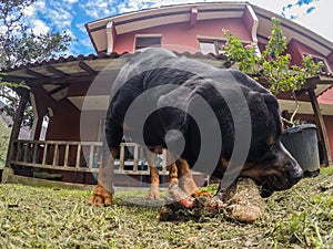 Rottweiler Male Dog Chewing A Big Bone