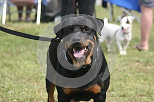 Rottweiler male during a pet event