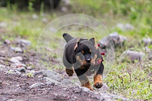 Rottweiler Male Puppy Running