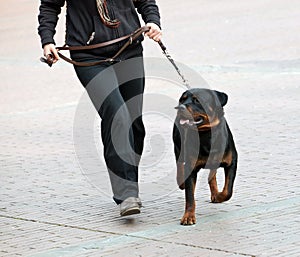 Rottweiler and master walk