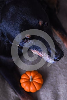 Rottweiler with miniature orange pumpkin