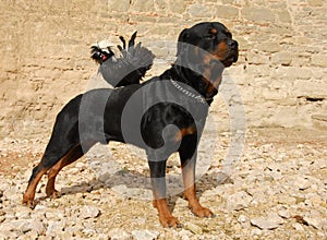 Rottweiler and miniature rooster