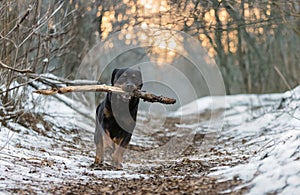 rottweiler in nature