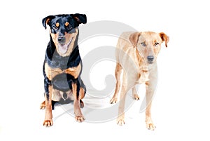 Rottweiler and Pinscher together