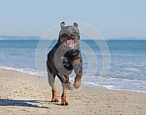 Rottweiler on the beach