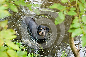 Rottweiler playing in the water