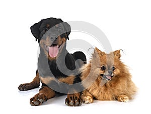 Rottweiler pomeranian in studio