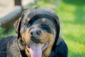 Rottweiler portrait