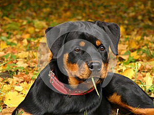 Rottweiler pup lying on the ground in forest