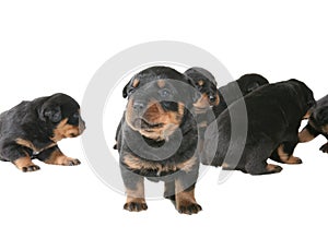 Rottweiler Puppies