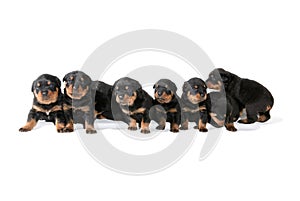 Rottweiler Puppies