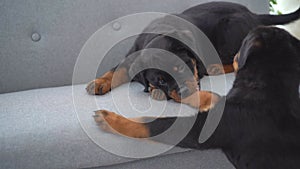 Rottweiler puppies playing near sofa at home