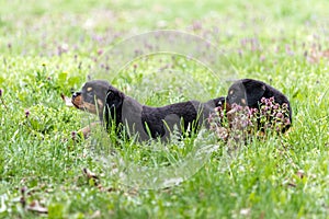 Rottweiler puppies playing together in the grass