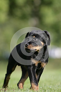 Rottweiler puppy
