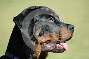 Rottweiler puppy