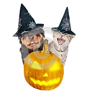 Rottweiler puppy and angry cat peeks out from behind a pumpkin. on white