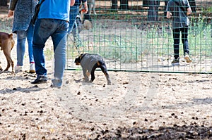 A rottweiler puppy awkwardly completes movement in a circle on a training platform next to its owner.