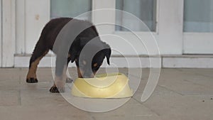 Rottweiler puppy eating food from bowl.