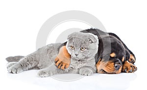 Rottweiler puppy embracing cute kitten. on white background