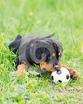 Rottweiler puppy on a grass