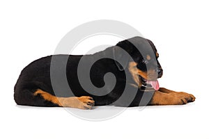 Rottweiler puppy isolated on white background