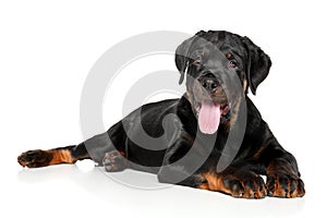 Rottweiler puppy lies down on white