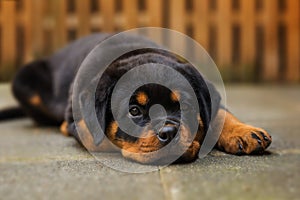 Rottweiler puppy lying on a pavement