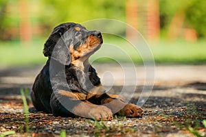 Rottweiler puppy on a playground