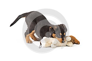 Rottweiler Puppy Playing With Stuffed Animal