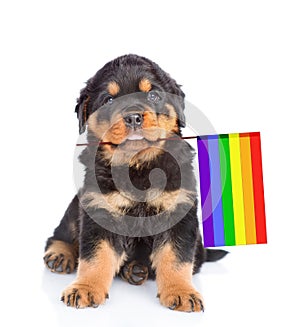 Rottweiler puppy with rainbow color flag symbolizing gay rights. isolated on white