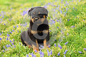 Rottweiler Puppy Sitting in Colorful Flowers