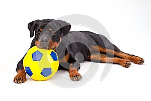 Rottweiler puppy with soccer ball, portrait.