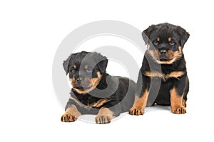 Rottweiler puppys