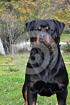 Rottweiler purebred dog in the park