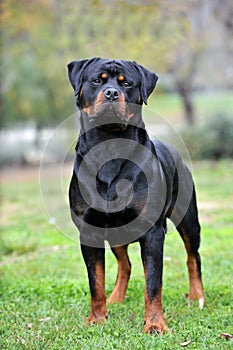 Rottweiler purebred dog in the park