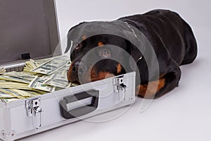 Rottweiler put head in suitcase with money.