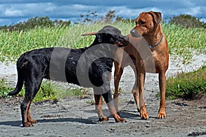 Rottweiler and Rhodesian Ridgeback meet on the beach