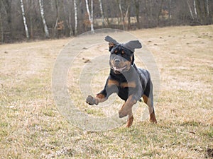 Rottweiler run on meadow