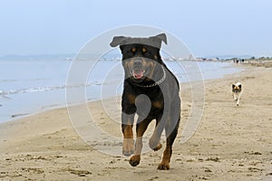 Rottweiler running on the beach