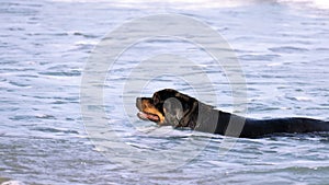 A Rottweiler running at the beach during summertime. Dangerous breed dog at the beach unleashed taking a bath happily