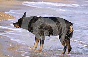 A Rottweiler running at the beach during summertime. Dangerous breed dog at the beach unleashed taking a bath happily