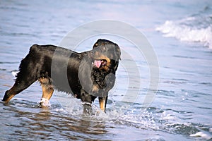 A Rottweiler running at the beach during summertime. Dangerous breed dog at the beach unleashed taking a bath happily