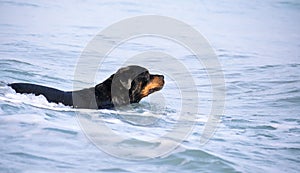 A Rottweiler running at the beach during summertime. Dangerous breed dog at the beach unleashed taking a bath happily