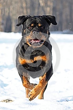 The Rottweiler runs